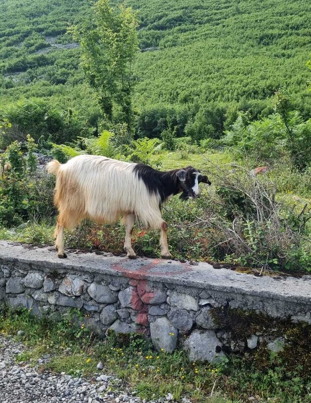 כבשה בדרך לכפר תת (צילום: מיכל אדלמן)