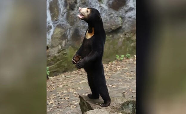 דוב שמש מלאי, גן החיות בסין (צילום: CNN)