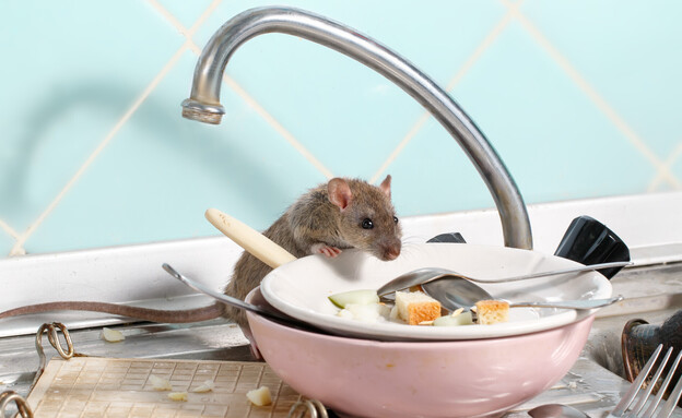 עכבר במטבח (צילום: torook, SHUTTERSTOCK)