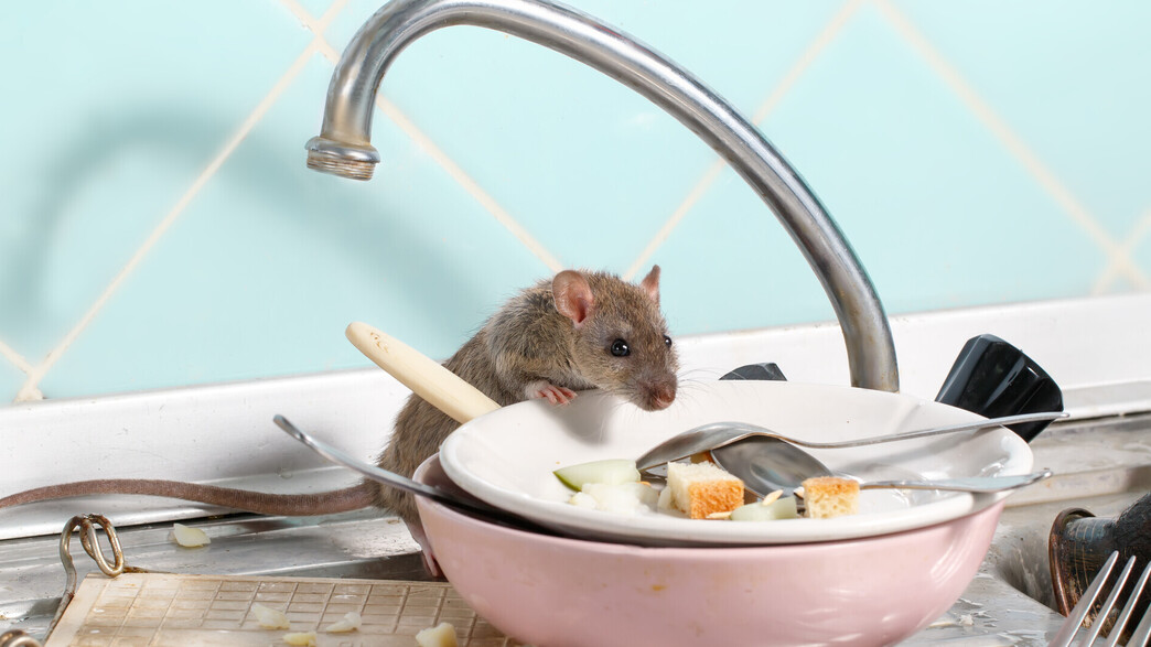 עכבר במטבח (צילום: torook, SHUTTERSTOCK)