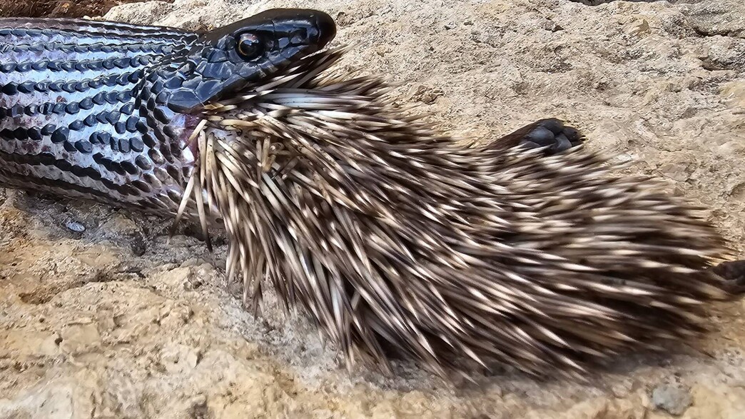 נחש מנסה לטרוף קיפוד במרכז שוהם