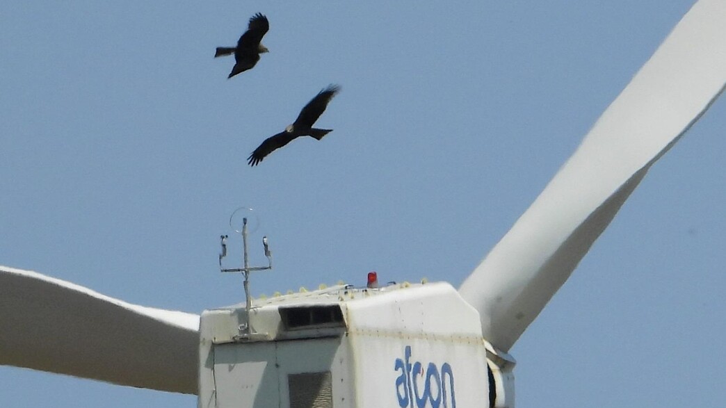 עופות דורסים ליד הטורבינות
