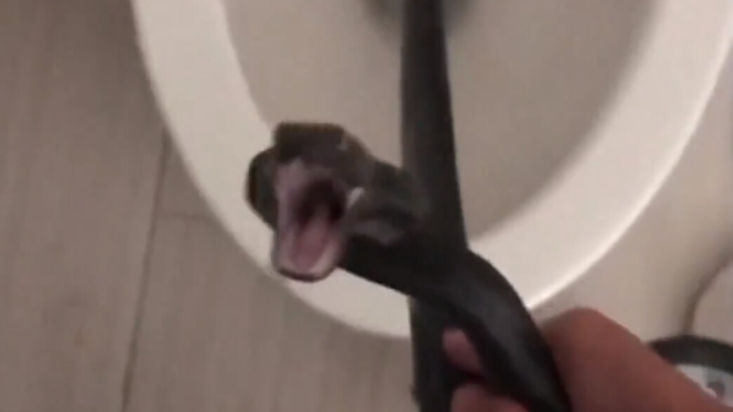 נחש באסלה שירותים