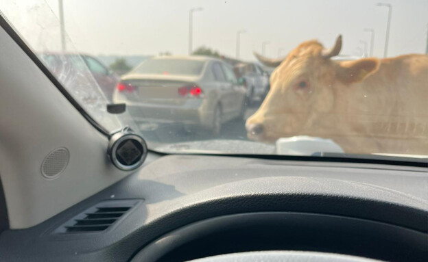 פרה מסתובבת חופשי בכביש 1 (צילום: אסף נחום)