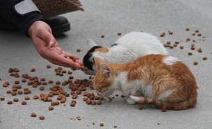 חתול רחוב (צילום: Getty Images)