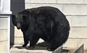 דוב שחור (צילום: AP)
