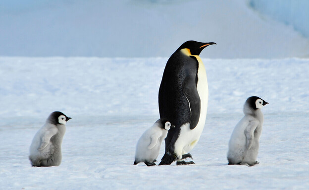 פינגווין קיסרי (צילום: 123rf)
