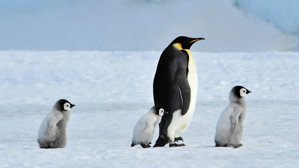 פינגווין קיסרי