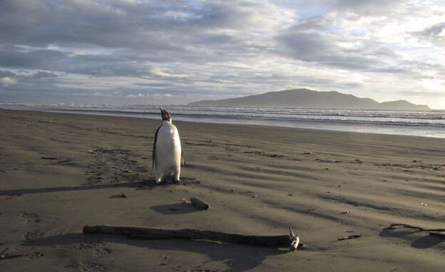 פינגווין קיסרי  (צילום: reuters)