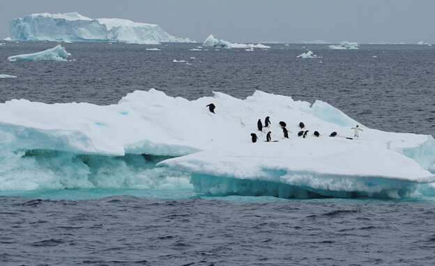 פינגווין, אנטארקטיקה (צילום: reuters)