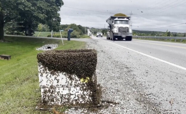 5 מליון דבורים השתחררו לאחר התהפכות משאית