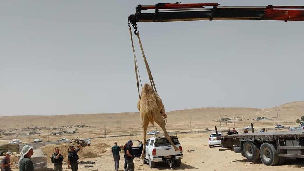 המשטרה החרימה גמלים בנגב המשטרה החרימה גמלים בנגב