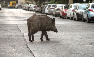 חזיר בר על הכביש (צילום: Vladislav_F, shutterstock)