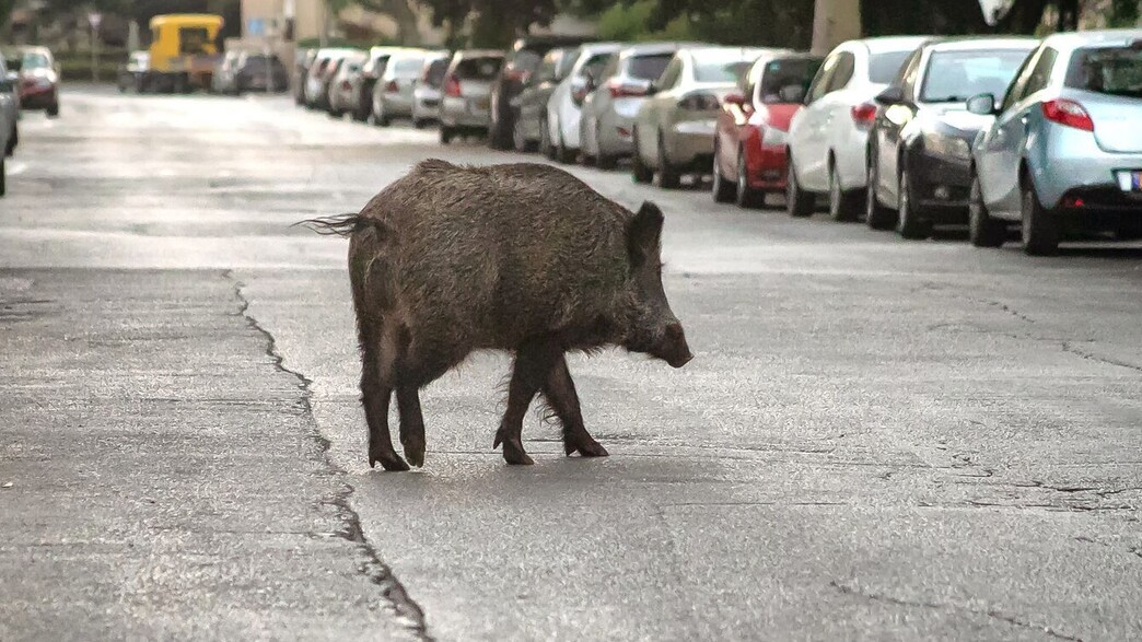 חזיר בר על הכביש