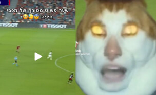 סרטון החתול של הפועל ירושלים (צילום: @Hapoel Jerusalem FC)