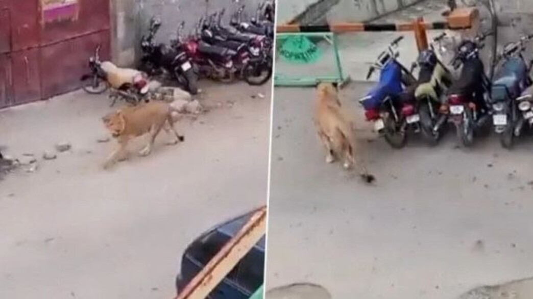 פקיסטן: אריה מסתובב ברחוב ועורר בהלה פקיסטן: אריה מסתובב ברחוב ועורר בהלה