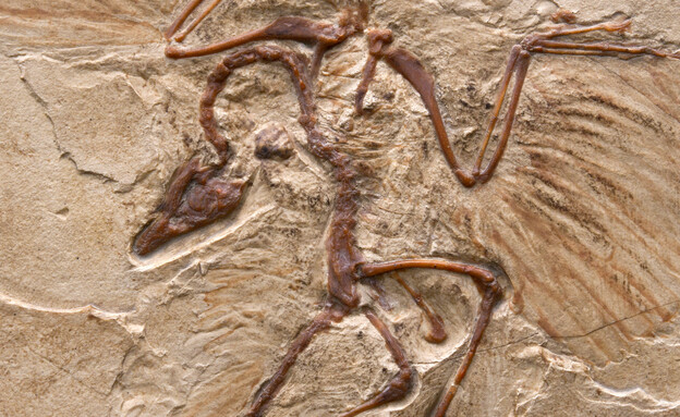 מאובן של דינוזאור דמוי ציפור (צילום: getty images)
