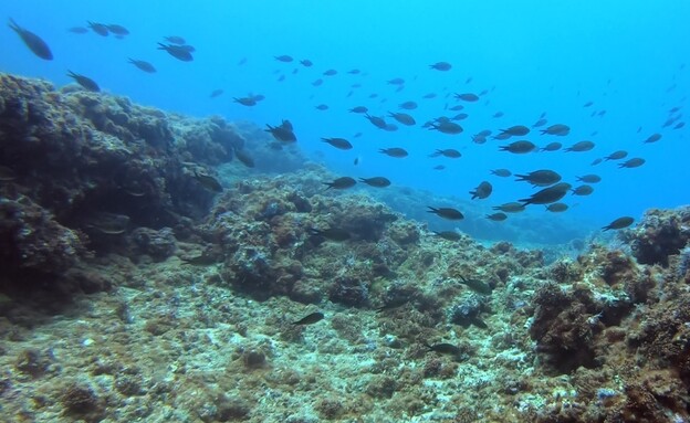 אלמוגים ודגים בשמורת טבע ימית אכזיב ים ראש הנקרה (צילום: עמרי יוסף עומסי, רשות הטבע והגנים)
