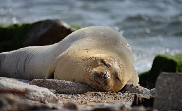 יוליה כלבת הים הנזירית (צילום: גיא לויאן, רשות הטבע והגנים)