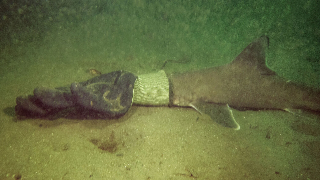 גור כריש נתקע וחולץ ע"י זוג צוללנים
