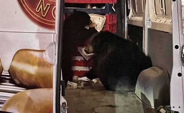שני דובים פרצו למשאית דונאטס - ואכלו (צילום: AP)