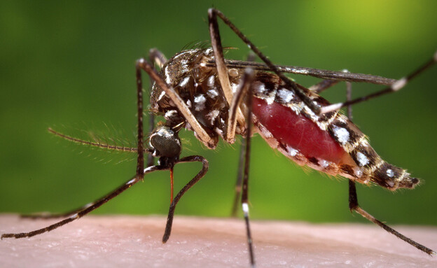 יתוש אדס, קדחת הדנגי (צילום: AP)