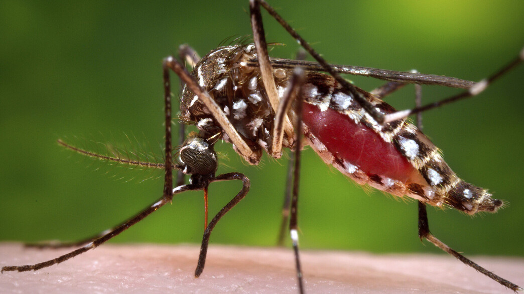 יתוש אדס, קדחת הדנגי (צילום: AP)