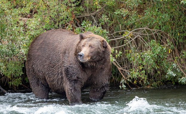 דוב גריזלי באלסקה, ארכיון (צילום: רויטרס)