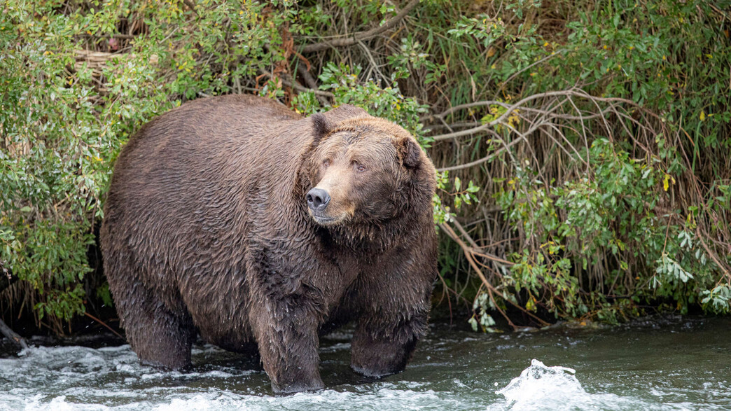 דוב גריזלי באלסקה, ארכיון