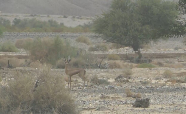 ביקור בנחל שבו יש הכי הרבה צבאים בישראל (צילום: חדשות 12)