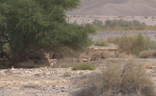 ביקור בנחל שבו יש הכי הרבה צבאים בישראל (צילום: חדשות 12)