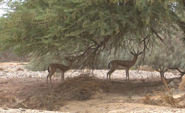 ביקור בנחל שבו יש הכי הרבה צבאים בישראל (צילום: חדשות 12)