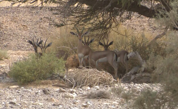 ביקור בנחל שבו יש הכי הרבה צבאים בישראל (צילום: חדשות 12)