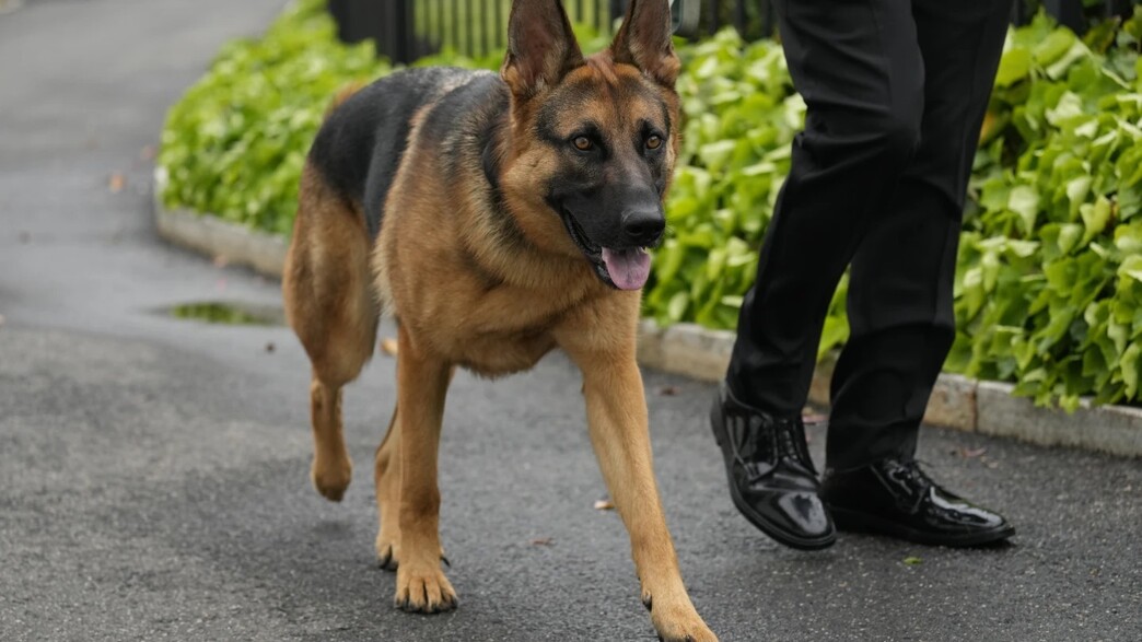 קומנדר, הכלב של הנשיא ביידן ורעייתו ג'יל קומנדר, הכלב של הנשיא ביידן ורעייתו ג'יל
