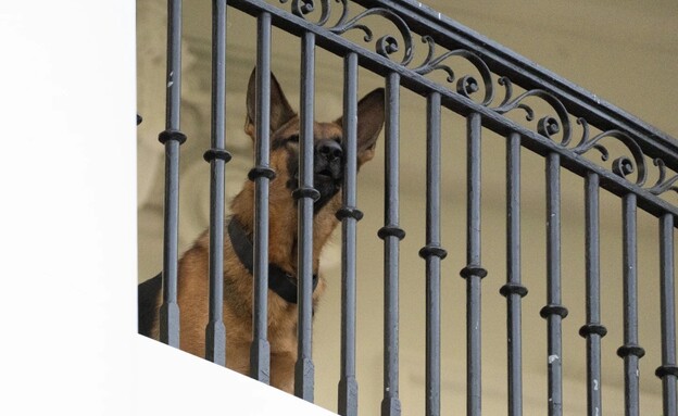 קומנדר, הכלב של ביידן, במרפסת הבית הלבן (צילום: AP)