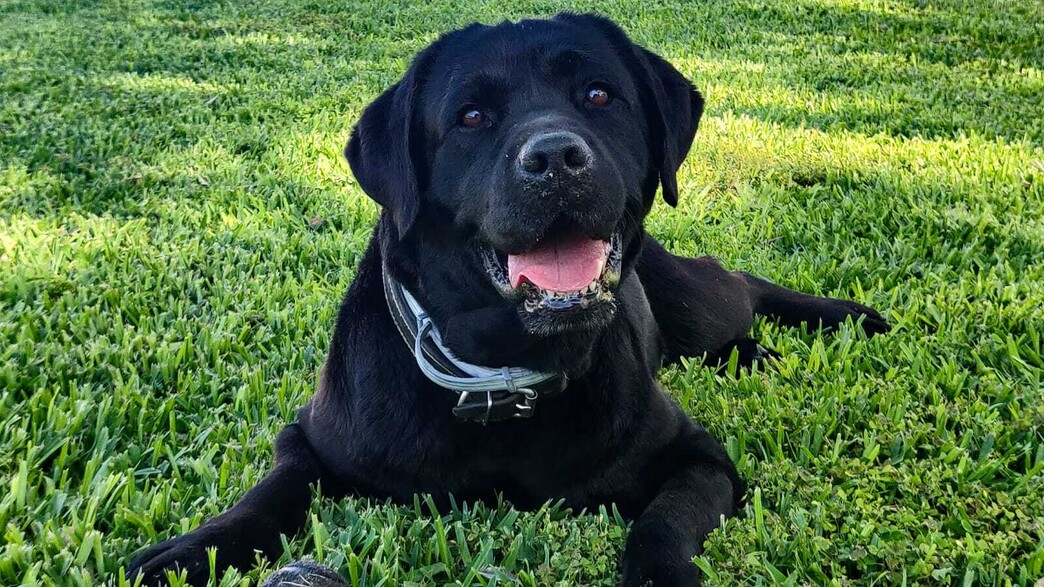 בוניטה הכלבה, שנהרגה מאש מחבלים בקיבוץ סופה