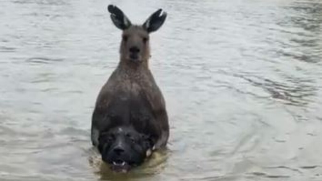 קנגורו מטביע כלב בנהר באוסטרליה (צילום: מתוך הרשתות החברתיות לפי סעיף 27א' לחוק זכויות יוצרים)