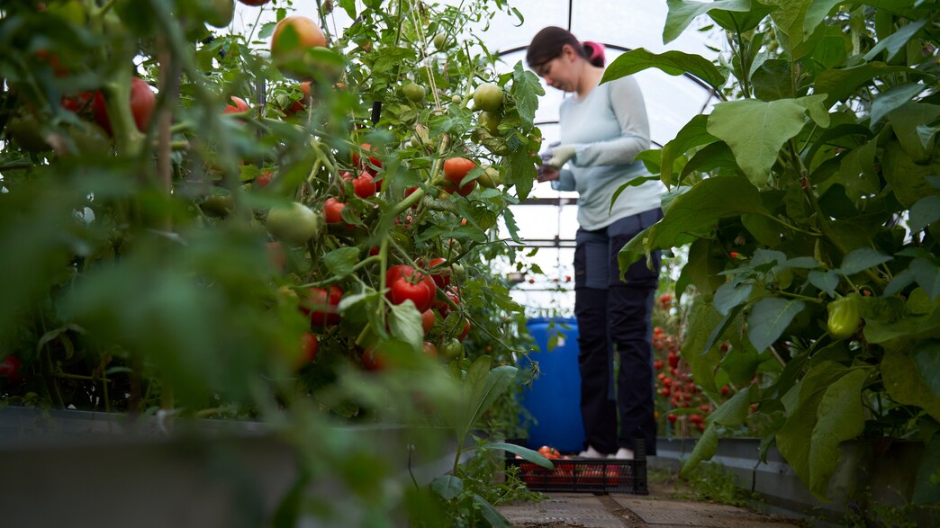 קטיף עגבניות קטיף עגבניות