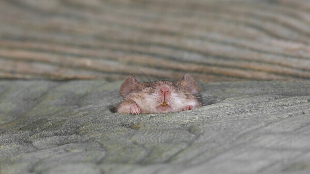 עכבר מנסה להידחס דרך חור ברצפה (צילום: Peyker, SHUTTERSTOCK)