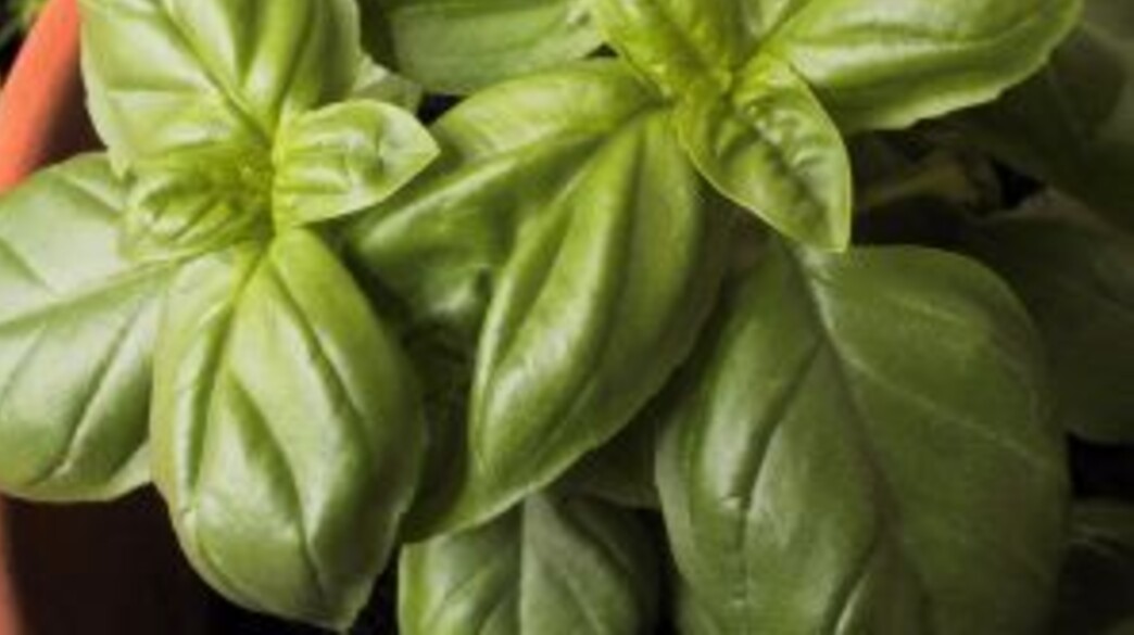 עלי בזיליקום