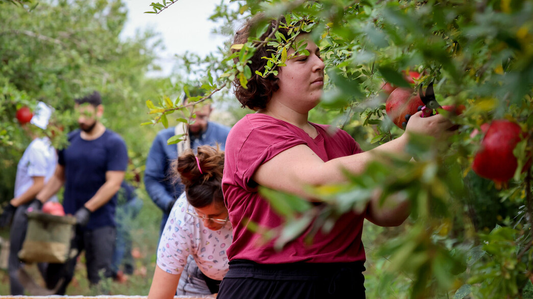 מתנדבים ישראלים מסייעים בחקלאות במהלך המלחמה