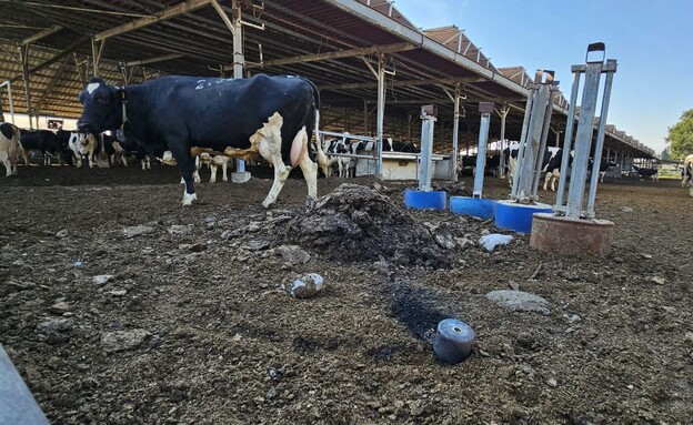 פרות בעוטף נפגעו מרסיסי רקטה (צילום: דוברות מ.א. חוף אשקלון)