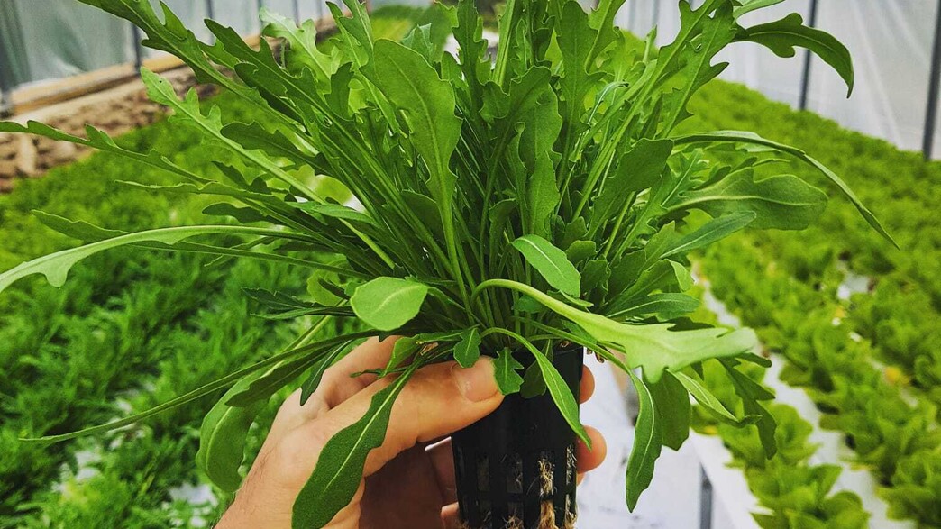 לגעת בשדה - שוק חקלאים בדליקטסן לגעת בשדה - שוק חקלאים בדליקטסן