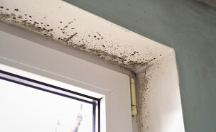 עובש בחלון (צילום: Fevziie, SHUTTERSTOCK)