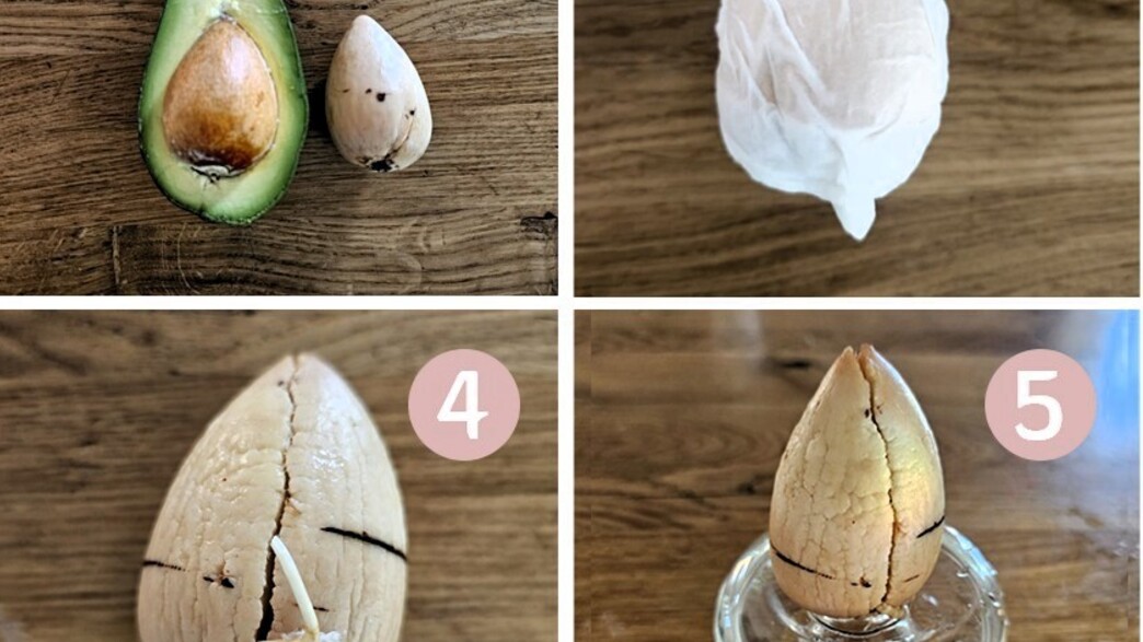 המדריך להנבטת אבוקדו
