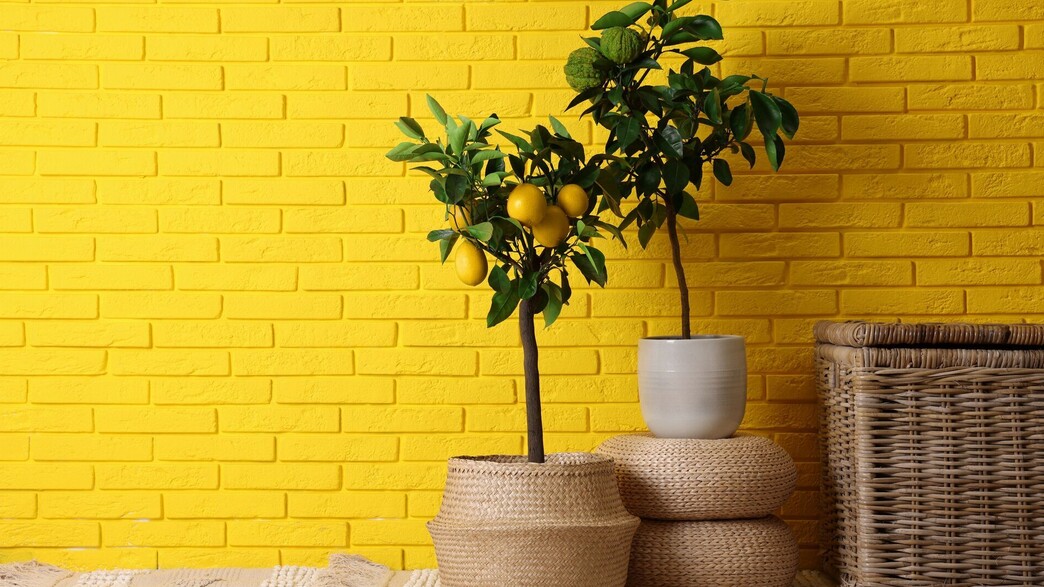 עציץ קש עם עץ לימון על רקע קיר לבנים צהוב (צילום: New Africa, SHUTTERSTOCK)