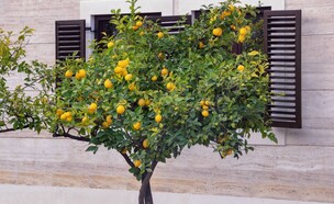 עץ לימון עם לימונים על רקע חלון עם תריסי עץ (צילום: Olga Ilinich, SHUTTERSTOCK)