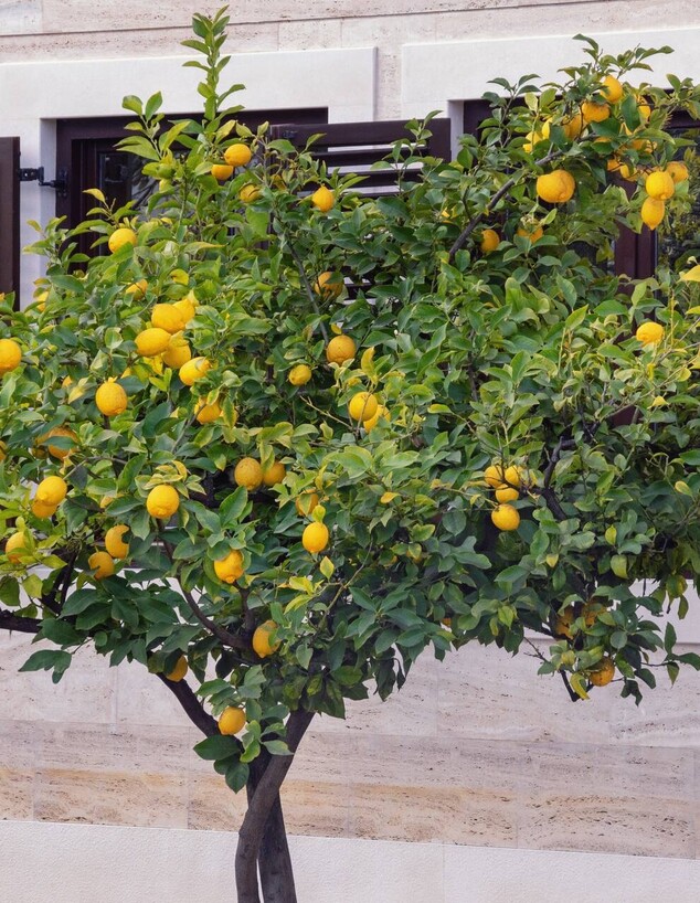 עץ לימון עם לימונים על רקע חלון עם תריסי עץ