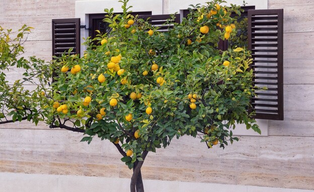 עץ לימון עם לימונים על רקע חלון עם תריסי עץ (צילום: Olga Ilinich, SHUTTERSTOCK)