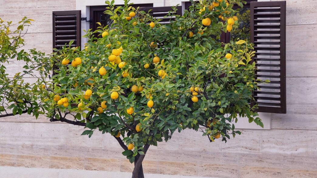 עץ לימון עם לימונים על רקע חלון עם תריסי עץ
